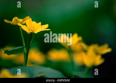 Marsh Marigold (Caltha Palustris), Indiana Dunes State Park, Indiana USA Stockfoto