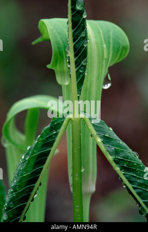 Jack-in-the-pulpit (Arisaema Triphyllum), Kette O' Lakes State Park, Indiana USA Stockfoto