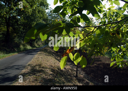 Walnuss Bäume Molieres Dordogne Frankreich Stockfoto