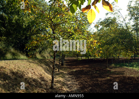 Walnuss Bäume Molieres Dordogne Frankreich Stockfoto