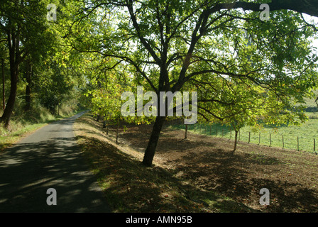 Walnuss Bäume Molieres Dordogne Frankreich Stockfoto