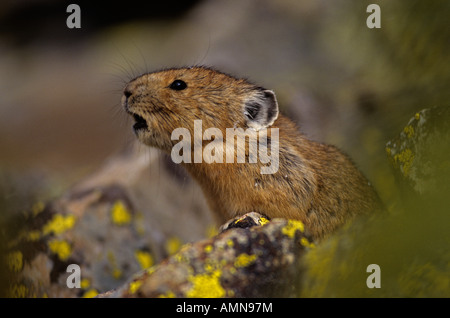 Pika (Cony) auf Talus Hang in der Nähe der Baumgrenze in Colorado Ochotona Princeps Colorado Stockfoto