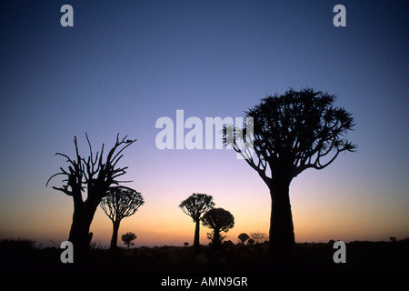 Dramatische Silhouette Kokerboom (Köcherbaum (Aloe Dichotoma)) Wald Stockfoto