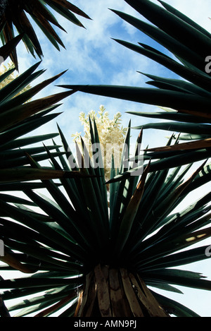 Riesige Dolch Yucca (Yucca Carnerosana) in flachen Dolch, Big Bend Nationalpark, Texas USA Stockfoto