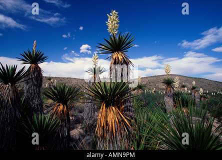 Riesige Dolch Yucca (Yucca Carnerosana) in flachen Dolch, Big Bend Nationalpark, Texas USA Stockfoto