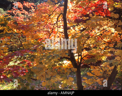 colourful autumn leaves on acer tree Stockfoto