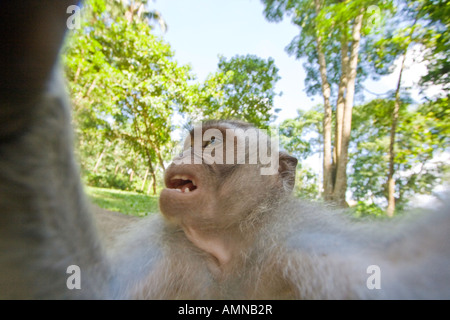 Lange Tailed Makaken Macaca Fascicularis Affenwald Ubud Bali Indonesien Stockfoto