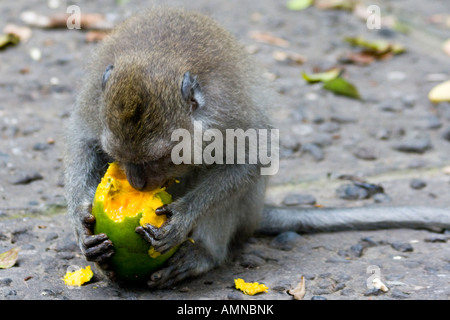 Essen grüne Mango lange Tailed Makaken Macaca Fascicularis Affenwald Ubud Bali Indonesien Stockfoto