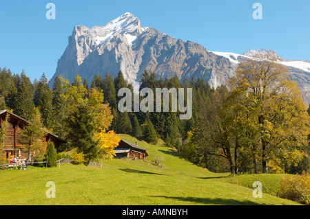 Almen vor Wetterhorn, im Herbst fallen. Grindelwald, Berner Oberland, Schweizer Alpen, Schweiz. Stockfoto