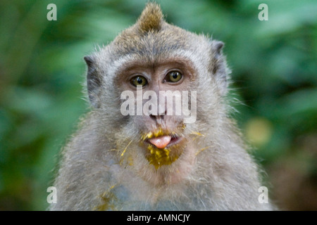 Mango auf der Long-Tailed Makaken Macaca Fascicularis Affenwald Ubud Bali Indonesien Stockfoto