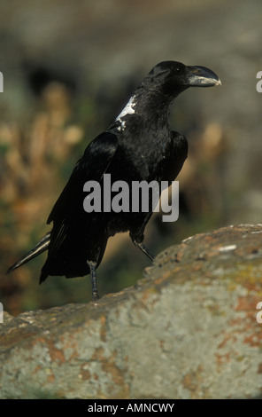 Whitenecked Raven Corvus Albicollis in Südafrika thront auf Felsen Stockfoto