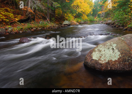 Bach im Herbst, Algonquin Provincial Park, Ontario, Kanada Stockfoto