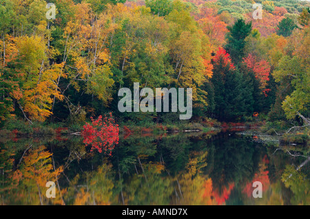 See und Bäume im Herbst, Algonquin Provincial Park, Ontario, Kanada Stockfoto