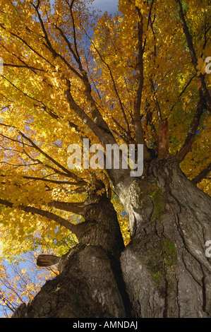 Ahornbaum im Herbst Stockfoto