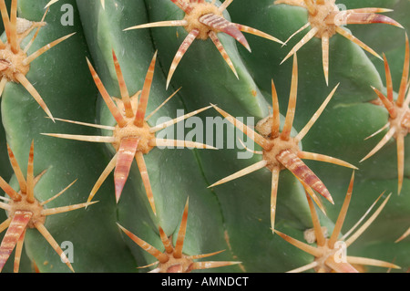 Kaktus-Nadeln Stockfoto