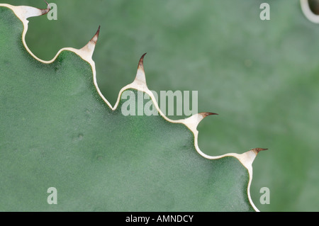 Nahaufnahme der Agave Dornen Stockfoto