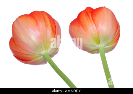 Tulpen Stockfoto