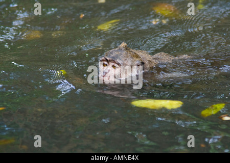 Schwimmen im Wasser lange Tailed Makaken Macaca Fascicularis Affenwald Ubud Bali Indonesien Stockfoto