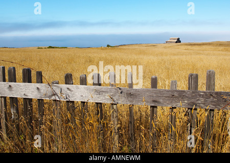 Alte Scheune im Feld, Sonoma Coast, Kalifornien, USA Stockfoto