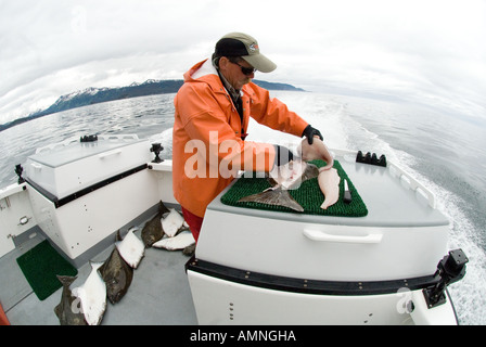 COOK INLET ALASKA FISHING CHARTER BOOT KAPITÄN REINIGUNG HEILBUTT AUF BOOTSDECK IN DER NÄHE VON HOMER Stockfoto