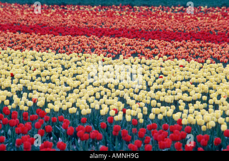 Champ de Tulipes Rouges de France Tulipa oben Aestival landwirtschaftliche Landwirtschaft Asphodelaceae schöne Botanische Botanicals Ca Stockfoto