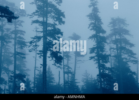 Bäume im Nebel Queen Charlotte Islands, British Columbia, Kanada Stockfoto