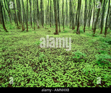 Bruce Trail, Singhampton, Ontario, Kanada Stockfoto