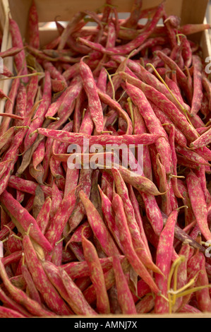 Barlotti Beans auf einem Marktstand Gemüse. Chioggia, Venedig, Italien. Riva Vena. Stockfoto