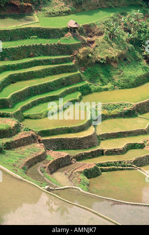 Reisterrassen bei Banaue, Provinz La Union, Philippinen Stockfoto
