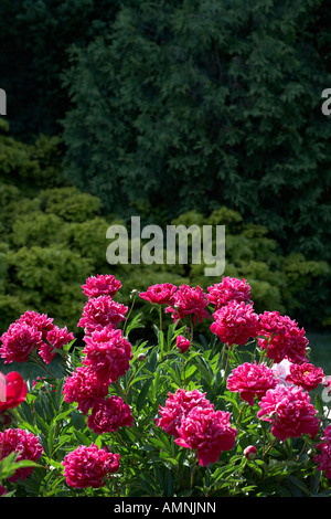 Rosa Staudenpäonien Stockfoto