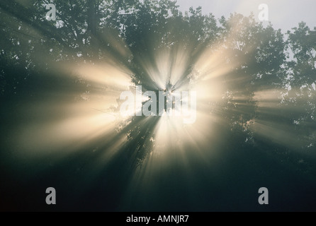 Sonne durch Baum Stockfoto