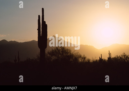 Kaktus, Arizona, USA Stockfoto