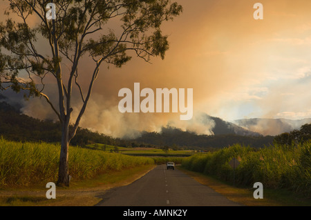 Bushfire, Finch Hatton, Pioneer Valley, Queensland, Australien Stockfoto