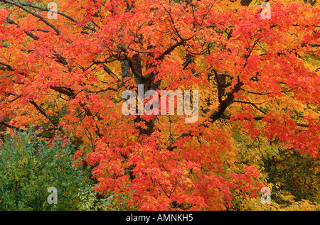 Baum im Herbst, in der Nähe von Kingston, New Brunswick, Kanada Stockfoto