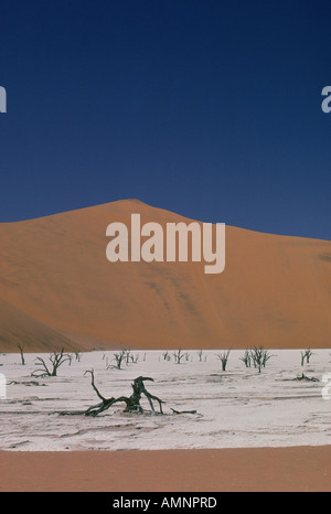 Tote Bäume in alten trocknen Seegrund, Wüste, Namibia Stockfoto
