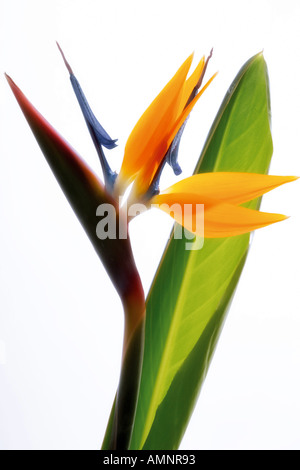 Kran-Blume (Strelitziaceae), Nahaufnahme Stockfoto