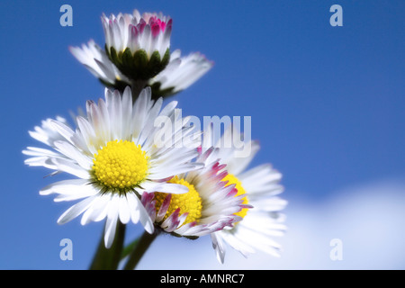 Gänseblümchen (Bellis Perennis) Stockfoto