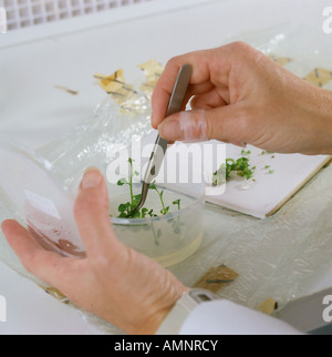 Schneiden Sie kultivierten Gewebe für die Anpflanzung als Einzelpflanzen für micropropogation Stockfoto