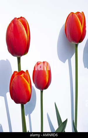 Rote Tulpen (Tulipa Gesneriana) Stockfoto