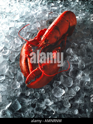 Ganzen gekochten Hummer in ihrer Schale auf crushed-Ice. frische Meeresfrüchte Stockfoto