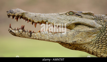 Nil-Krokodil zeigen scharfe Zähne Stockfoto