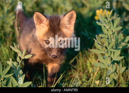 Junger Rotfuchs, Alberta, Kanada Stockfoto