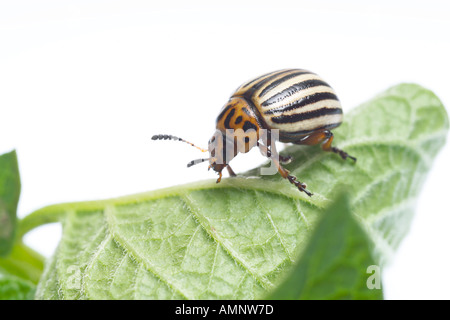 Kartoffelkäfer; Leptinotarsa Decemlineata, Ausschnitt, weißer Hintergrund Stockfoto