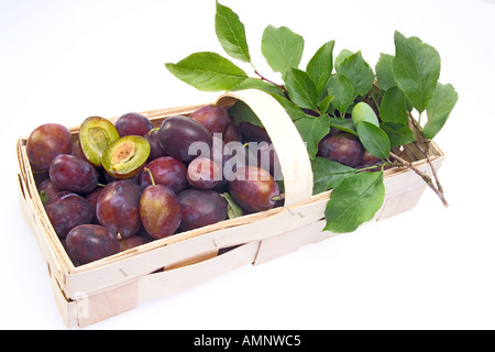 frische Pflaumen in Korb, Ausschnitt, weißer Hintergrund Stockfoto