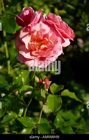 Eine rosa Klettern stieg rief die Aloha Rose wächst in einen englischen Garten. Stockfoto