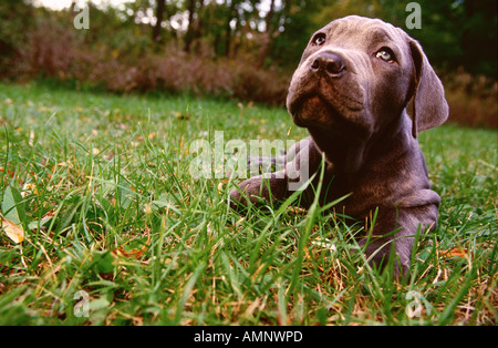 Mastino Napoletano Welpen Stockfoto