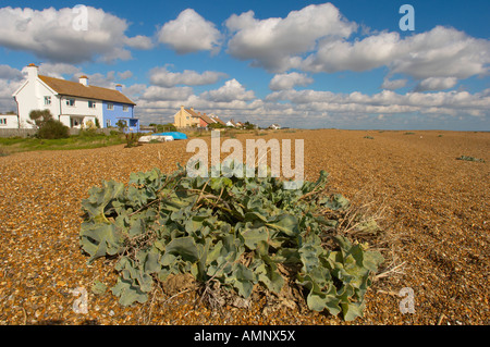 Schindel Straße mit Kiesstrand Suffolk, East Anglia, England. Teil der Erbe-Küste. Stockfoto