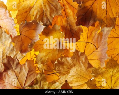 Gefallen, Herbst, die Blätter fallen übereinander gestapelt. Getrocknete bunte Blätter mit den warmen herbstlichen Farben und Texturen der Fall. Stockfoto