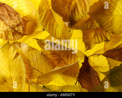Gefallen, Herbst, die Blätter fallen übereinander gestapelt. Getrocknete bunte Blätter mit den warmen herbstlichen Farben und Texturen der Fall. Stockfoto