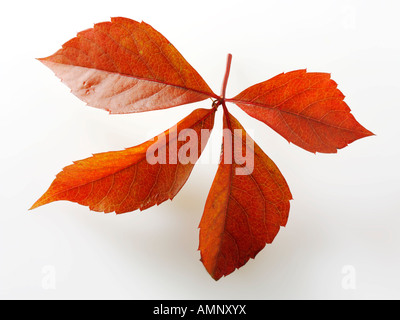 Herbst Blatt. Einzigen Fall Blatt gegen weiß. Natürliche Farben und Texturen. Stockfoto